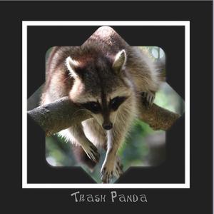 Trash Panda