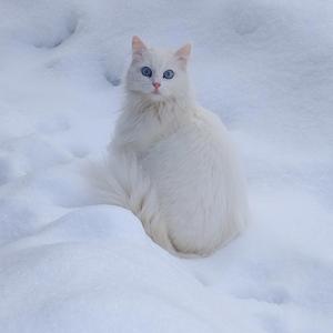 Приют для животных