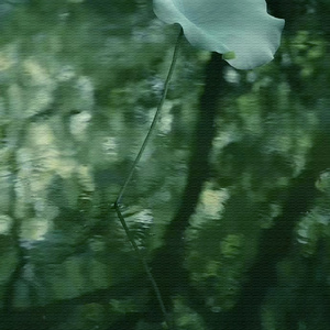 兰花草 (琵琶欢快轻音乐民乐)