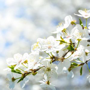 【FREE】“ 梨花香 ” - 中国风 × Gunna Type Beat