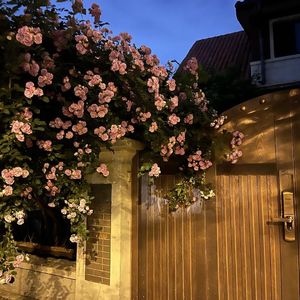 Cake(cover capper&91）