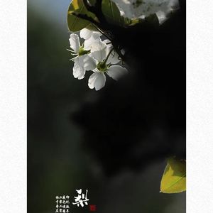 梨花又开放