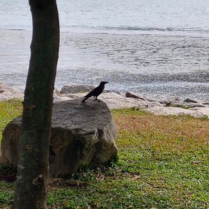 他是可该