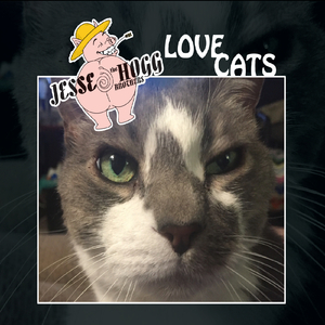 Domestic Short Hair (Hogg Brothers Mix)