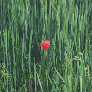 패랭이꽃 Superb Pink