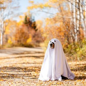 以朋友身份（李飘飘）