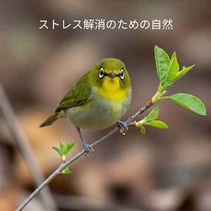 雨粒の中のクリスタルボウル