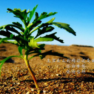 森林迷踪（免费beat）
