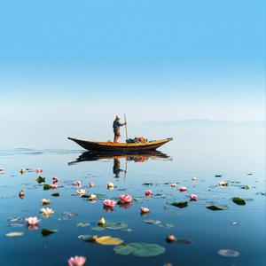 Lotus Bloom