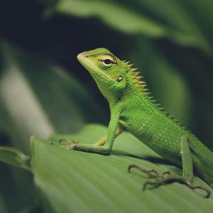 【Free】Fearless （Trap Beat）