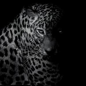 Menacing (捕食者)