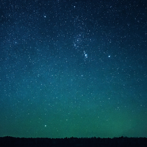 Peace in the Pine Forest