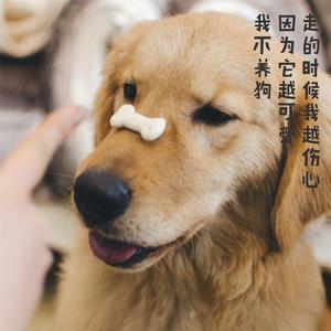 我不养猫，因为它越可爱，走的时候我越伤心