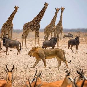 2k (feat. 300kenn & yvng wes)