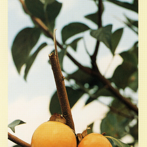 あなたにとって愛はなんですか