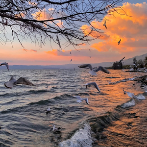 夏日漱石(小提琴版)