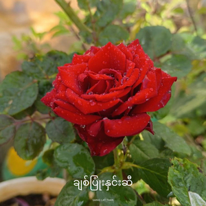 ချစ်ပြုံးနှင်းဆီ