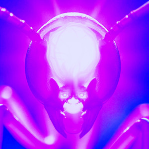 In the Folds of the Forest