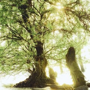 悲伤森林的回声