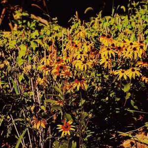 莫斯科郊外的晚上（翻自 弗拉基米尔 特罗申）