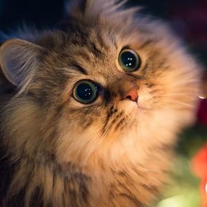 回忆的流年 伴奏