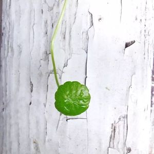 我愿此时遇见你Demo