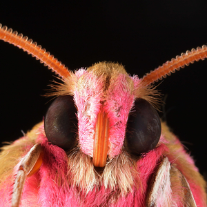 MoTH