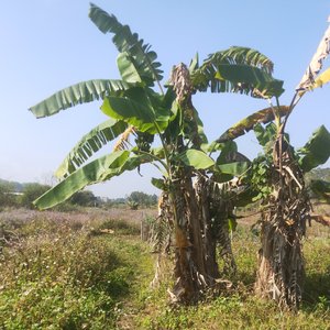 无声的回响(ai国语版)