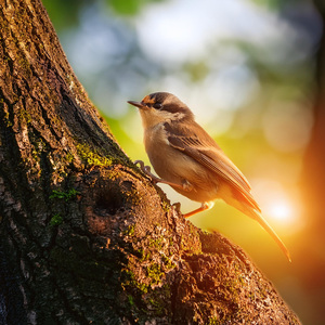 Progresión De Notas Suaves