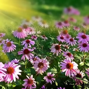 何伶 - 他一定很爱你