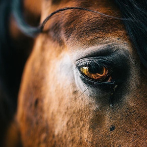 Hang me ho hang me（Cover Dave Van Ronk）