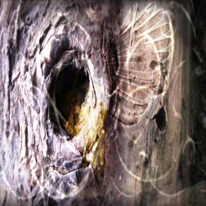 The Birds Fly Overhead