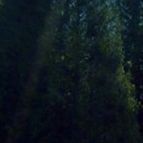 世上只有妈妈好