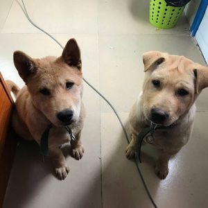 Rosa Walton-I Really Want to Stay at Your House