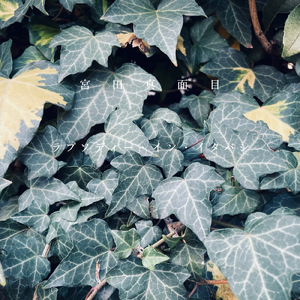 ラプソディー・イン・イタバシ