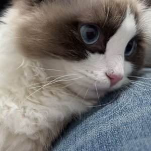 天气未报（翻唱）