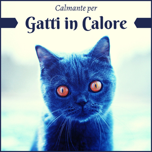 Il mio gatto preferito