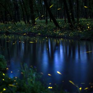 萤火之森 钢琴独奏