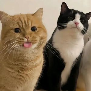 晨光熹微梦初醒