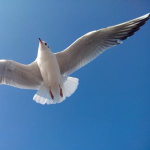 江湖残梦剑影情