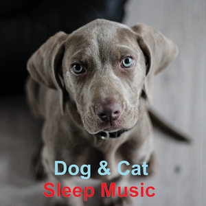 Music For Cats Alexa