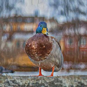 перше нормальне