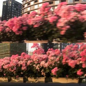 匿名的好友（心动版）