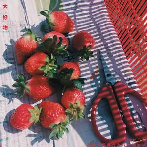 大好物 ("スピッツ") (きのう何食べたバージョン)