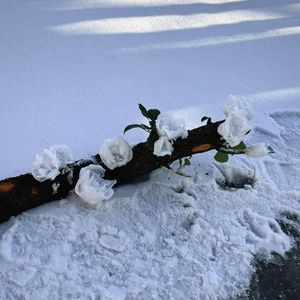 冷夜（你低头欲说还休 我等你开口）