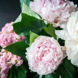 모란 (peony)
