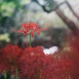 神匿-カミカクシ-（翻自：佐々木李子）