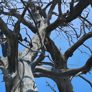 所谓永恒不过是眼泪的后调