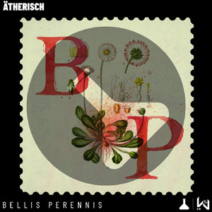 Bellis Perennis (Original Mix)
