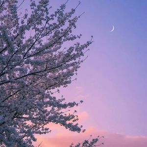 Free“茉莉”Toosii Type Beat